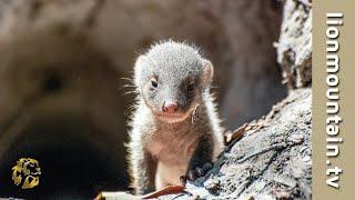 Life in the Okavango Swamps