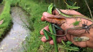 Hunting insects‼️catch grasshopper, katydid, mantis, cicada, jump spider, grass lizard, chameleon