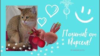 Позитив от Марселя. Необычная еда для кота. Смешные котики.