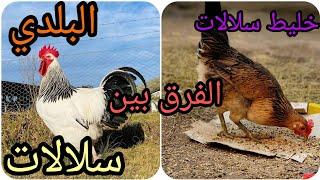 الحلقة 3️⃣ الفرق بين سلالات و خليط سلالات و البلدي