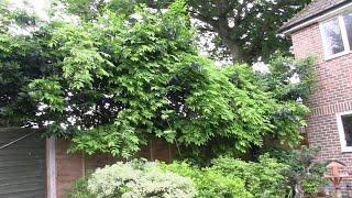A Look at the Garden in May
