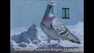 Überraschung, Gaston Van De Wouwer bei Natural in Belgien am 14.10.23