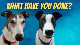 Greyhounds - what have you been up too?