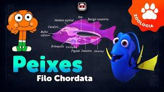 Filo Chordata - Peixes