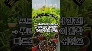 골든스마라그 포트묘 특징 소개 #골든스마라그 #서양측백 #황금측백나무 #조경수포트묘 #화성나무농장 #윈터가든팜