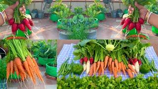 Massive Harvesting From My Terrace Garden // Harvesting Organic Vegetables