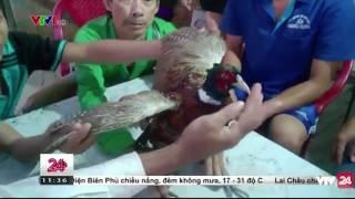 Đồng Tháp phát hiện loài chim quý hiếm | VTV24