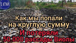 Мы попали на крупную сумму . Как из за РИСОВОЙ ЛУЗГИ мы потеряли 50.000 РАССАДЫ  ВИОЛЫ