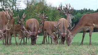 Rot- und Damwildzucht | Gerald Ragginger