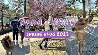 Nara, Japan | Half-day Itinerary | Travel Vlog