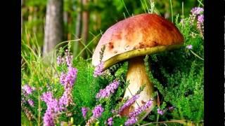 Beautiful Mushroom in the World