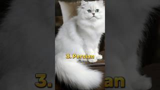 Top 10 Most Beautiful Cat Breeds In The World  | #shorts #beautiful #cat