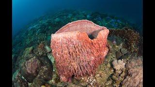 Sponge Porifera Water canal system