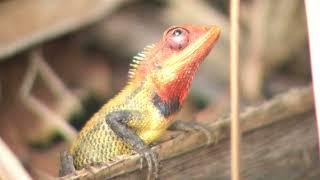 Agamid lizard