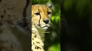 The Deadliest Cat You Never Knew Before