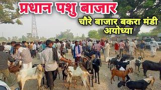 chaure bajar Bakra Mandi | Pradhan pashu bajar Bakra Mandi Ayodhya ||