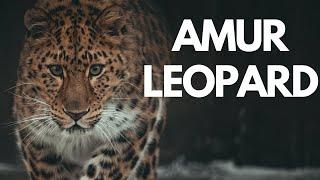 Amur Leopard: Endangered, Cubs & Conservation