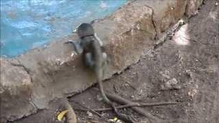 Baby Monkey vs Step