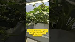 Рассада клубники формата ЭКСТРА: Сенсация, Мурано, Сан-Андреас, Флорентина, Вивара, Кабрилло, Мальга