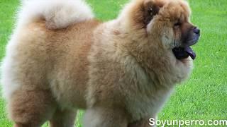 Todo sobre el Chow Chow (El perro de la lengua azul)