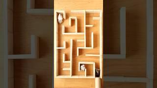 Hamster Maze Escape challenge 