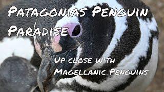 Patagonia’s Penguin Paradise: Up Close with Magellanic Penguins!