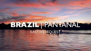 Brazilian Pantanal – The wildlife seeker’s paradise