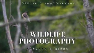 Off Grid Wildlife Photography | Remote cabin in Quebec, Canada