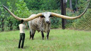 10 Animals With The Biggest Horns In The World