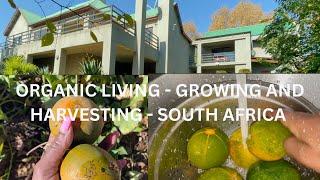 Luxury Organic Living | Growing and harvesting organic food | South Africa