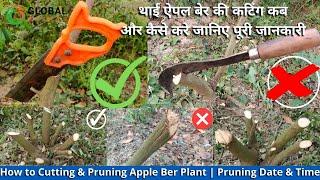 How to Cutting|Pruning Apple Ber Plant | सेब बेर के पेड़ की कटाई का दूसरा वर्ष |Date & Time