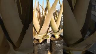 Aloe Vera Plant Care // एलोवेरा की देखभाल कैसे करें #shorts #aloevera