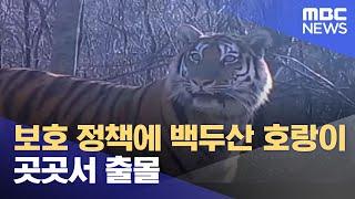 보호 정책에 백두산 호랑이 곳곳서 출몰 (2022.09.13/뉴스투데이/MBC)