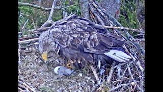 New chick for Latvian White-tailed Eagles. 18 April 2024