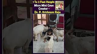 creator of miniature cows Dr.P. Krishnam raju | Nadipathy Goshala | #viral #miniature #cute #mini