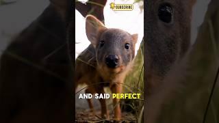 Meet The Smallest And Cutest Antler!#facts #documentary #usashorts #animals #wildlife #nature #fyp