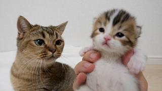 Mother cat Kiki is surprised when her kitten, who looks just like Coco, opens his eyes!