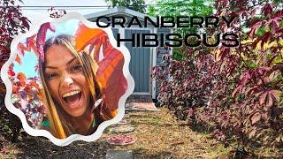 Cranberry Hibiscus | Growing, harvesting and eating it