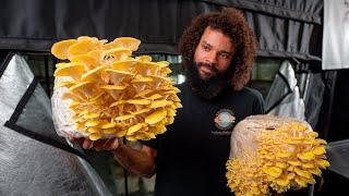 Grow Tent Mushroom Farming | Southwest Mushrooms