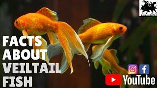 Amazing Facts About Veiltail Fish | VeilTail GoldFish Facts | Animals Addict