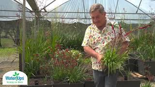 Angus Stewart's Secret Weapon: Growing Kangaroo Paws with WaterUps Technology