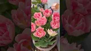 Growing tulips in a container #tulipgrowingtips #growingtulip in warmer zones