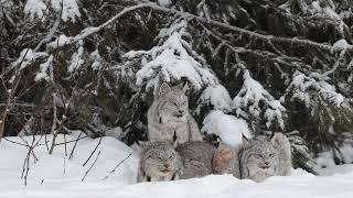 Lynx Family