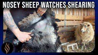 Nosey Sheep Watches Shearing