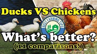 What's better: Ducks or chickens? (for meat and eggs) -  CHICKENS VS DUCKS