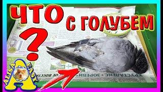 ЧТО СЛУЧИЛОСЬ С ГОЛУБЕМ? \ ПАРАЗИТЫ НА ПТИЦАХ \ Alisa Easy Pets