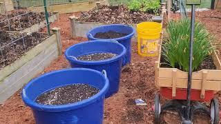 Harvesting Collards and Kale