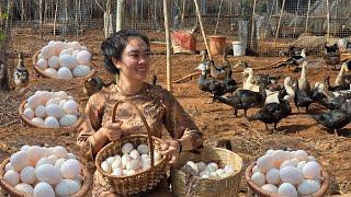 Thu hoạch 200 quả trứng vịt trong trang trại: Hoàn thành chuồng gà xinh đẹp!