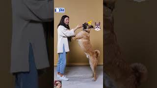 cute girls traning a dog for food  #animals #dog#dogs tv#short#shortfeed#viral#pet 