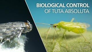 Biological control of Tuta absoluta - Macrolophus pygmaeus